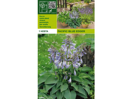 Хоста (Hosta) Pasific Blue Edger 