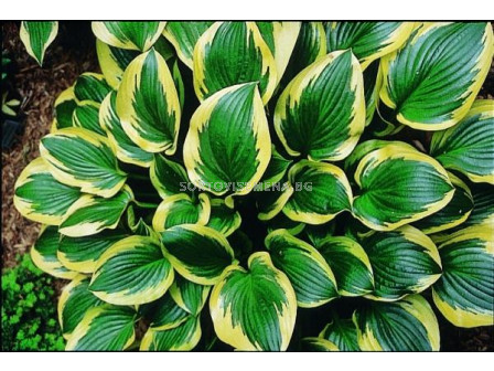 Хоста /HOSTA QUEEN JOSEPHINE/ 1 бр