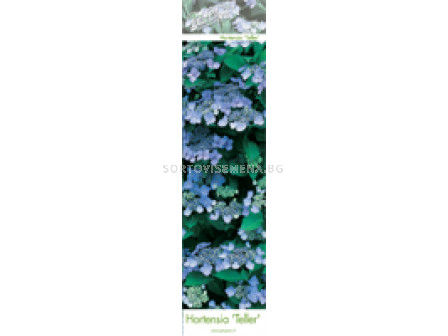 Хортензия/ Хидрангея (Hydrangea) - синя