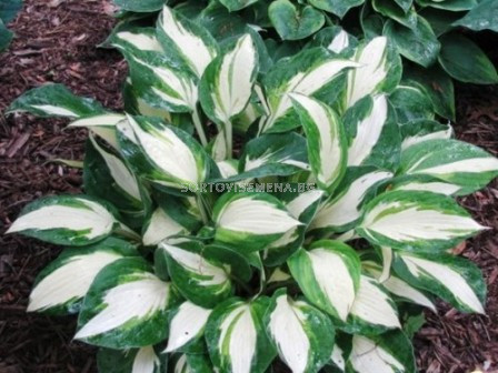 Хоста Green & White - Hosta Green & White