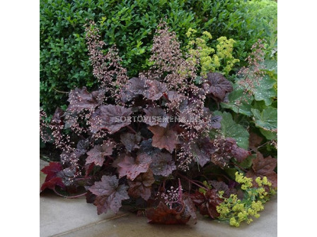 Хойхера / Heuchera Palace Purple / 1 бр