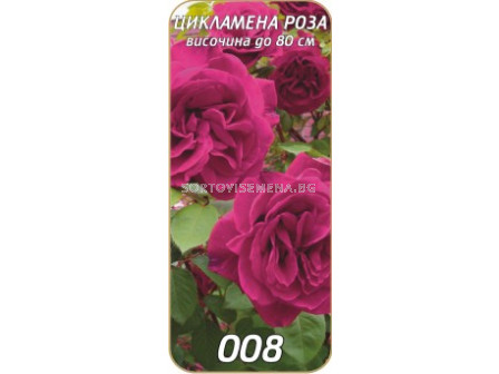 Храстовидна роза 008