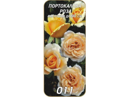 Храстовидна роза 011