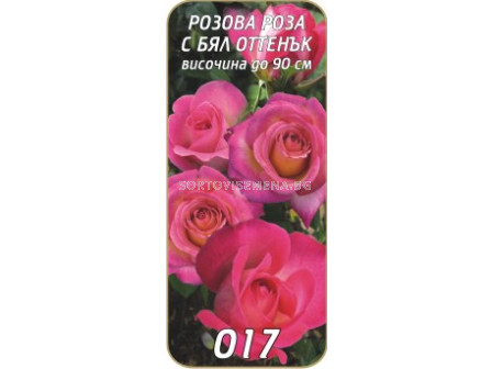 Храстовидна роза 017