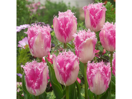 Лале/ Tulip fringed  Huis Ten Bosch - 1 бр.