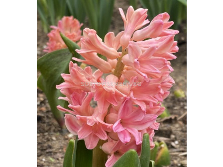 Зюмбюл/ Hyacinths orientalis Sweet Invitation - 1 бр.