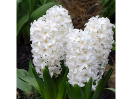 Зюмбюл FAIRY WHITE