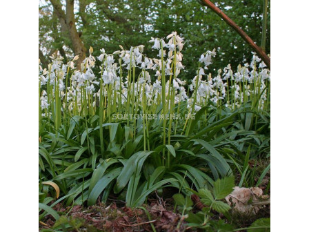 Лъжезюмбюл /Hyacinthoides Hispanica White/ 1 бр