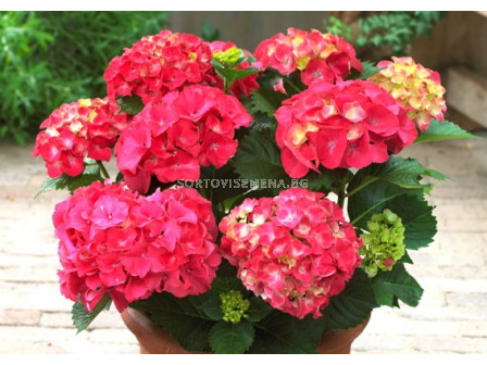 Хортензия (Hydrangea Macrophylla Red)– червена