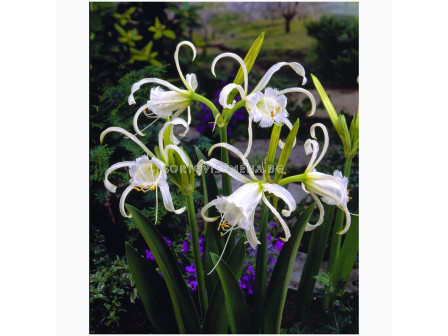 Исмене Zwanenburg -  Hymenocallis (Ismene) festalis Zwanenburg