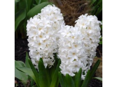 Зюмбюл FAIRY WHITE