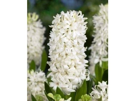 Зюмбюл White Pearl 14/15