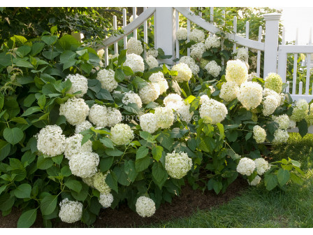  Хортензия бяла - Hydrangea Macrophylla White