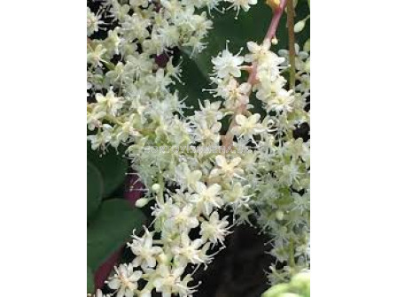 Марейска лоза /Anredera cordifolia/ 1 бр