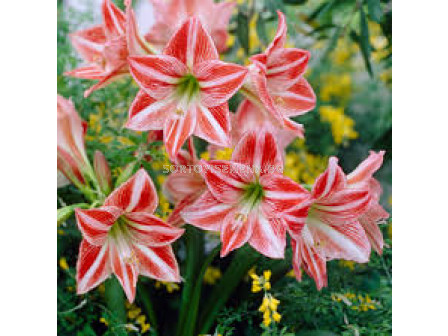 Амарилис /Hippeastrum 'Fairy Tale'/- 1 бр