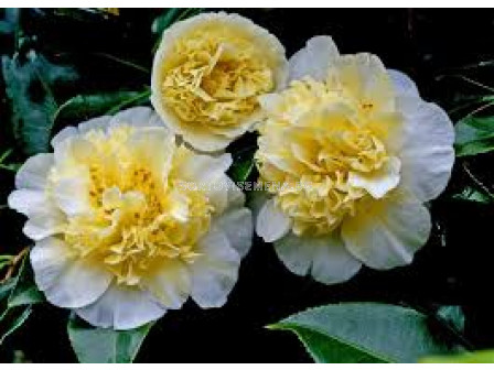 Камелия жълта - Camelia Japonica Yellow - 1 бр