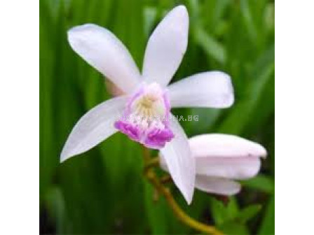 Земна орхидея /Bletilla striata 'Kuchibeni'/- 1 бр