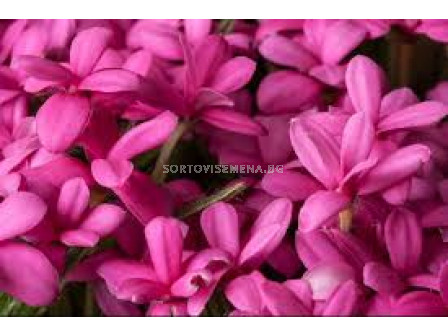 Родохипопсис /Rhodohypoxis baurii pink/ 1 бр