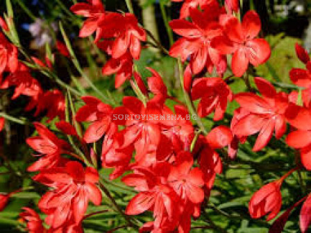 Шизостилис / Schizostylis coccinea / 1 бр