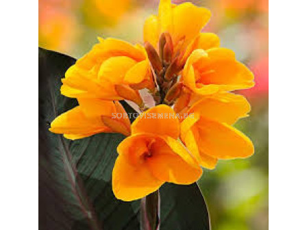 Канна с кафяви листа-жълта /Canna brownleaved yellow/-1 бр