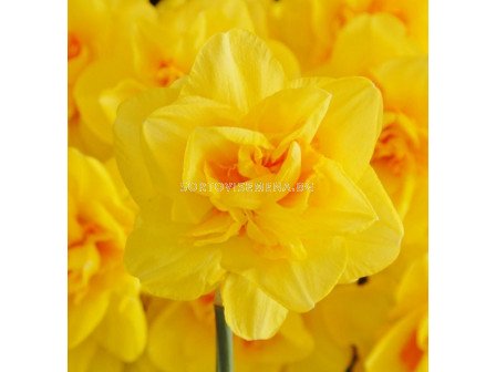 Нарцис/ DOUBLE NARCISSUS Indiras - 1 бр.