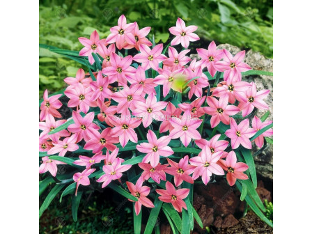 Ифейон /Ipheion uniflorum 'Charlotte Bishop'/ 1 бр