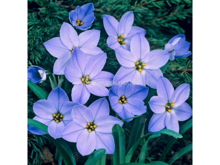 Ифейон /Ipheion uniflorum 'Rolf Fiedler'/ 1 бр