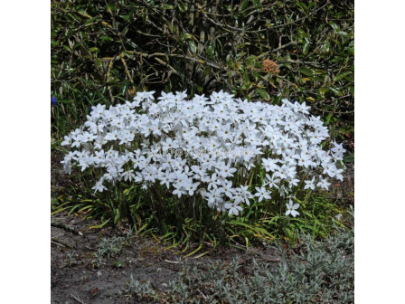 Ифейон /Ipheion uniflorum 'Alberto Castillo'/1 бр