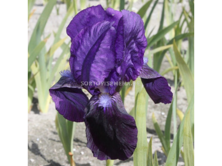 Ирис тъмно-син / iris germanica rood / 1 оп 