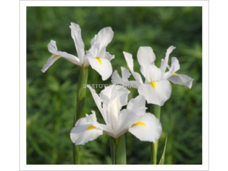 Ирис (Iris) Hollandica Casablanca