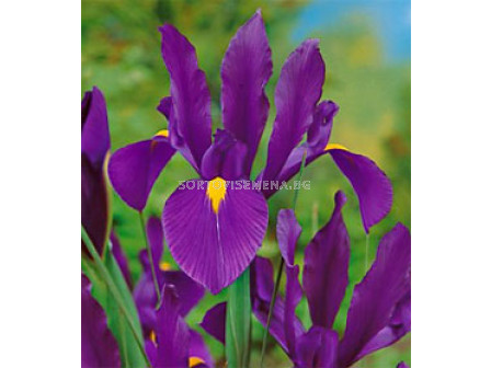 Ирис (Iris) Hollandica Purple Sensation 