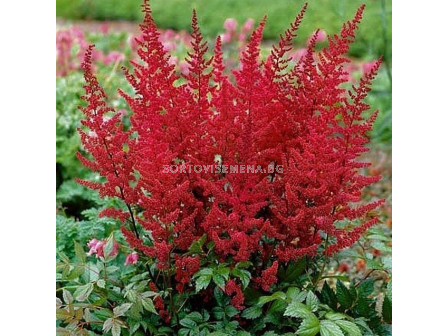 Астилбе - Astilbe Vesuvius - 1бр