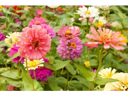 Семена Zinnia elegans - 1кг