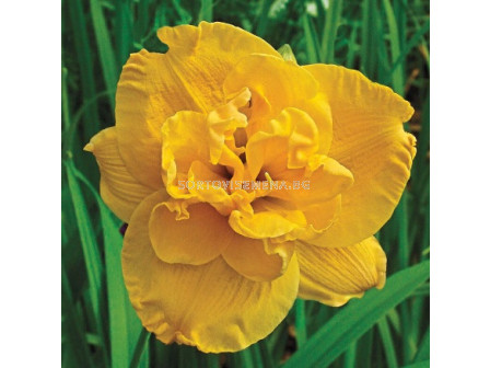 Хемерокалис/ HEMEROCALLIS Patricia Jojo - 1 бр.