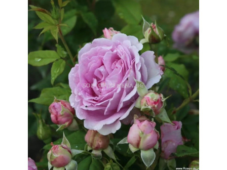 Роза Königin Marie (хибридна чаена роза) - серия Parfuma-Kordes- 1 брой