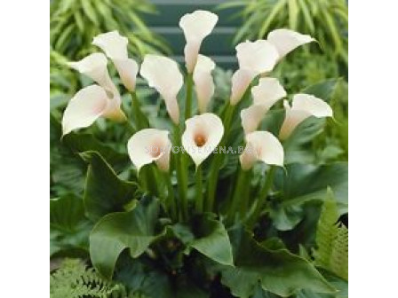 Кала Aethiopica LSCH - Calla Aethiopica