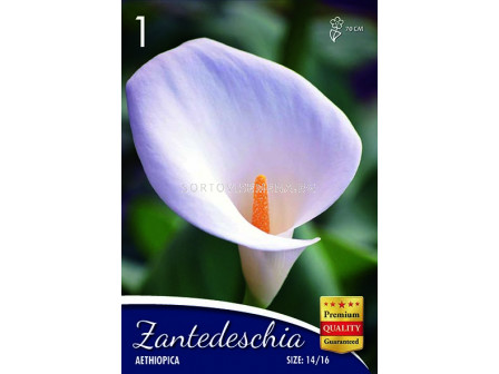 Кала Aethiopica - Calla Aethiopica