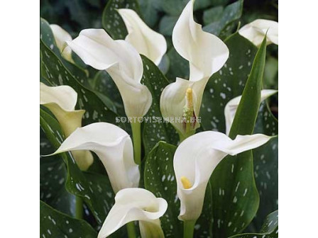 кала Albomaculata - calla Albomaculata