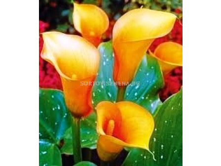 кала Orange County - calla Orange County