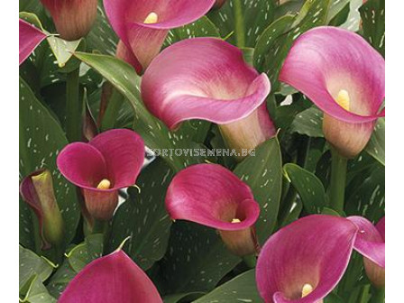 Кала (Calla) Purple Sensation