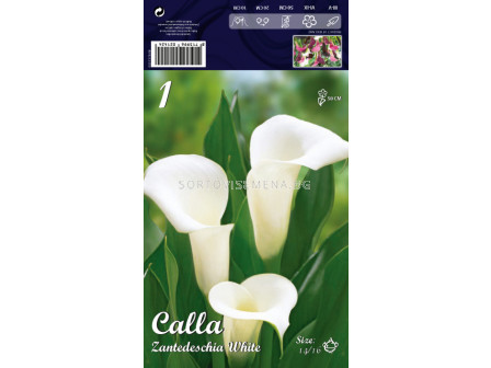 Кала white - Calla white