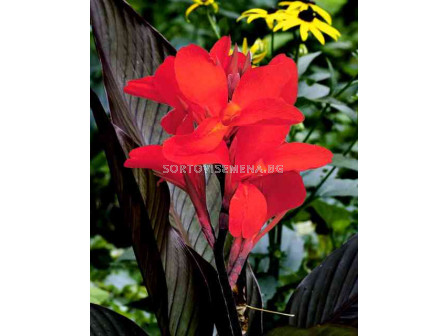 канна Червена - canna Red