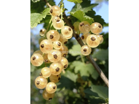Касис бял - white currant