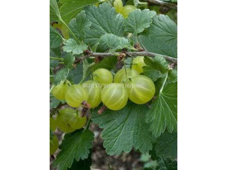 Касис (Ribes Uva-Crispa Hinnonmäki Grön)