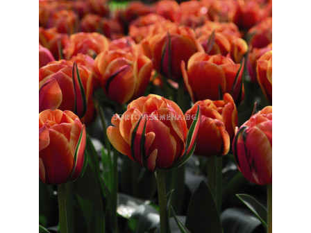 Лале /Tulip QUEENSDAY/ 1 бр