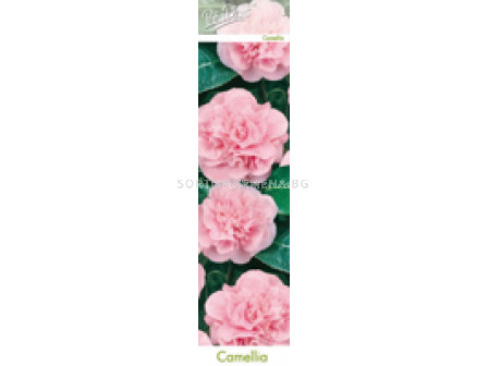 Камелия розова (Camellia japonica)