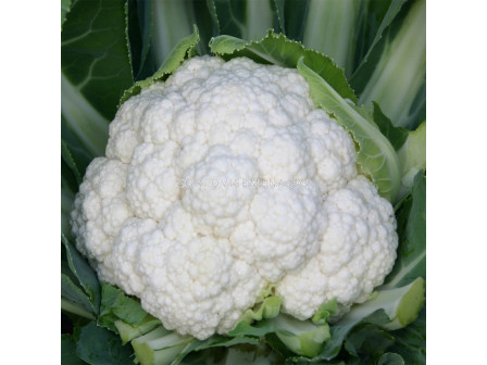 Семена карфиол Фуджияма F1 - cauliflower Fujiyama F1