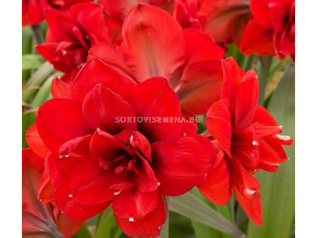 Амарилис Double King - Hippeastrum double galaxy Double King - 1бр.