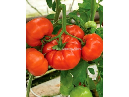 Семена домати Кингсет F1 - 500  сем