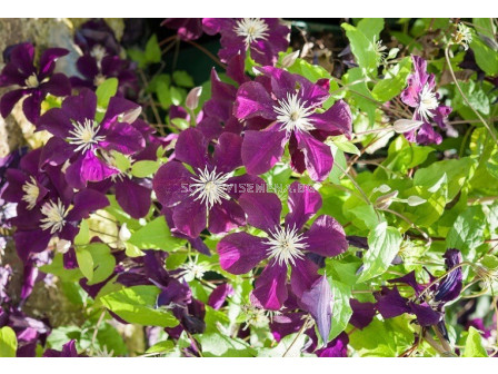 Клематис (Clematis Warszawska Nike)